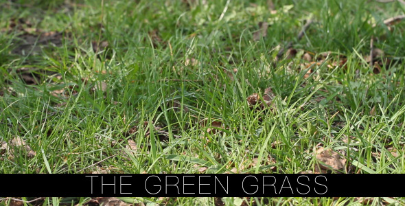 The Green Grass 6