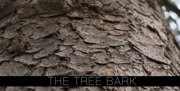The Tree Bark