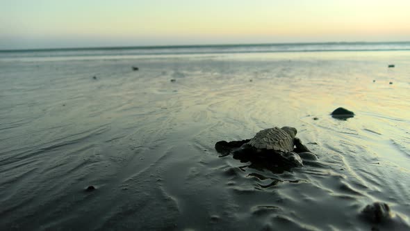 Atlantic Ridley Sea Baby Turtle Crossing the Beach