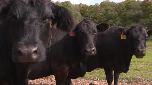 Portrait of three Black Angus cows standing in the pasture.