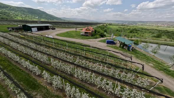 Aerial Panoramic View Agricultural Apple Tree Growing Plantation Pond Water Countryside House