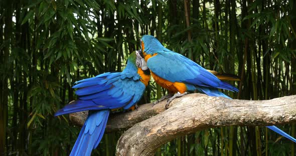 Blue-and-yellow Macaw, ara ararauna, Pair Beak in Beak, Reel Time 4K