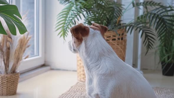 Portrait of a Cute Calm Jack Russell Dog Sitting on a Mat Near a Large Window with Green Plants