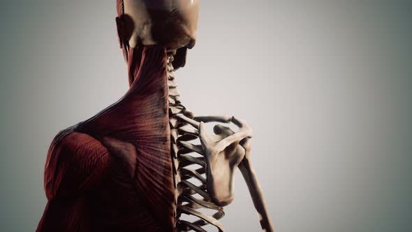 Muscular and Skeletal System of Human Body alt