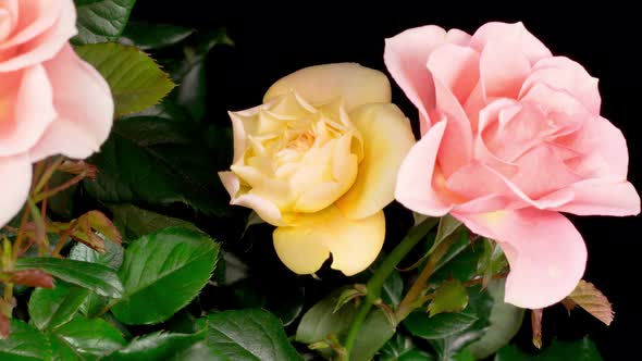 Time Lapse of Opening Orange Rose Flower