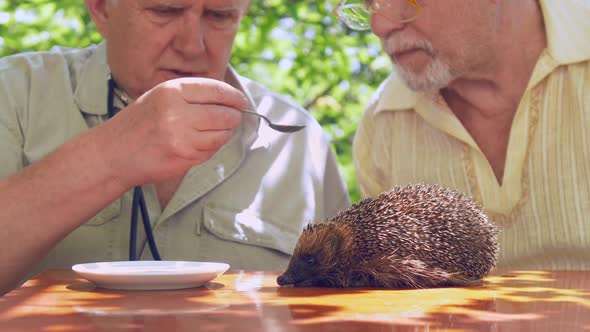 Aged Man Feeds Ill Naughty Hedgehog with Spoon
