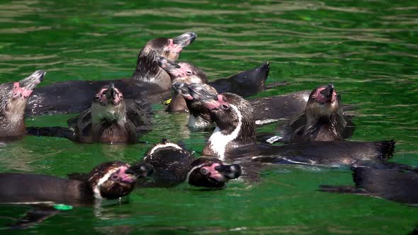 Animal Penguin In Green Pure Water