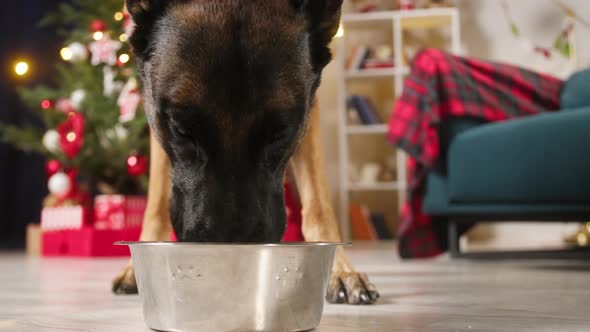 Hungry Dog Eating His Food From Bowl Closeup