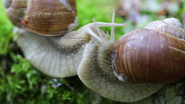 Helix Pomatia also Roman Snail, Burgundy Snail
