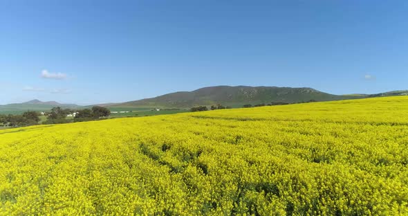 Canola fields as far as the eye can see