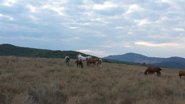 A Herd Of Horses Shot With A Drone In The Wild 16