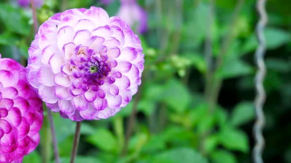 Beautiful Buds Of The Dahlia In The Garden 