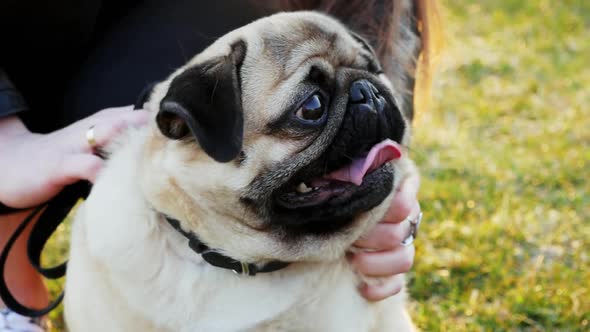 Woman Caress Happy Pug Dog in the Sunny Park. Portrait of a Cute Dog in Slow Motion.