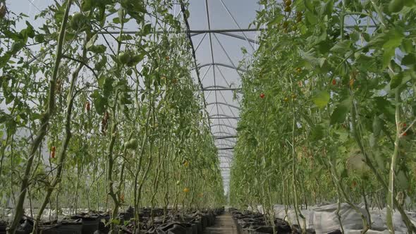 Long Rows of Growing Tomato Bushes in Greenhouse