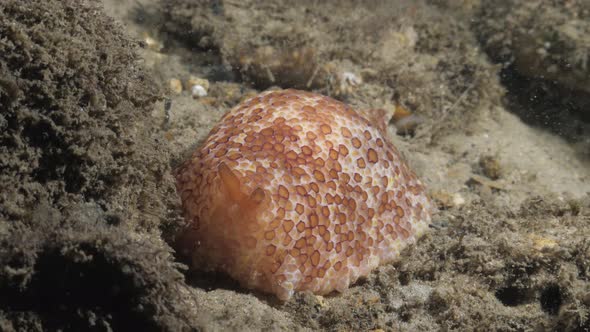 Stunning featured soft body Nudibranch contrasted against a dull reef structure . Underwater view