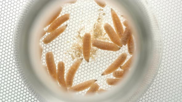 Fly Larvae in Vitro