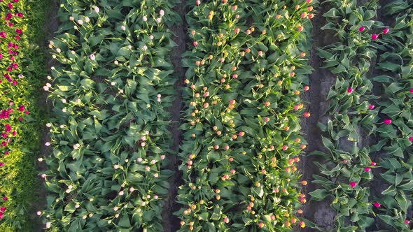 Aerial drone view of tulip flowers fields growing in rows of crops