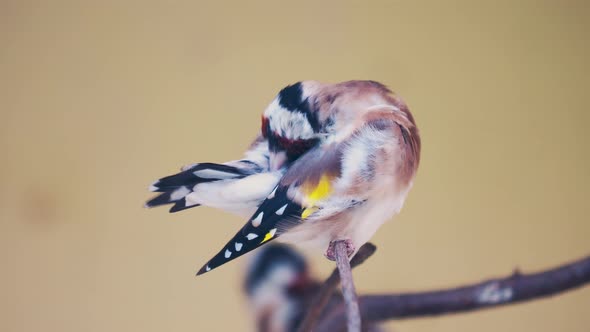 European Goldfinch or Goldfinch, Carduelis Carduelis. Small Passerine Bird