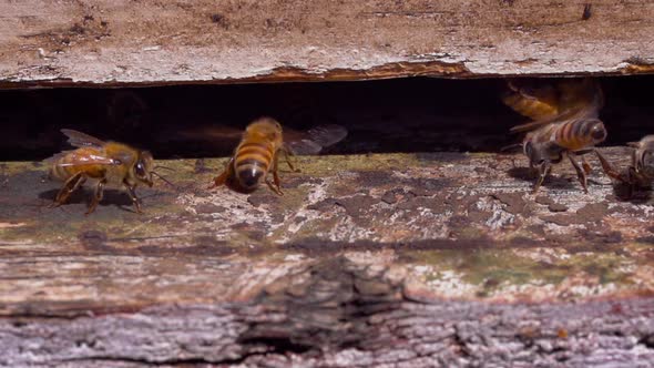 Bees entering a bee hive at a farm