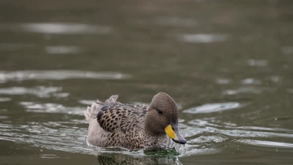 Close up of wild Yellow-billed Teal drinking water of natural pond,track shot