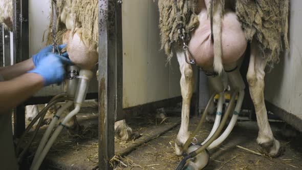 Milking Sheep at the Dairy Farm