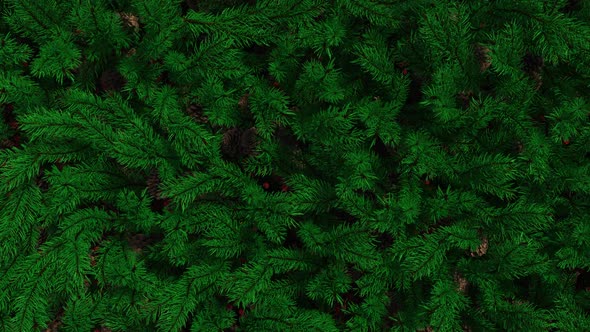 Christmas Transition alt