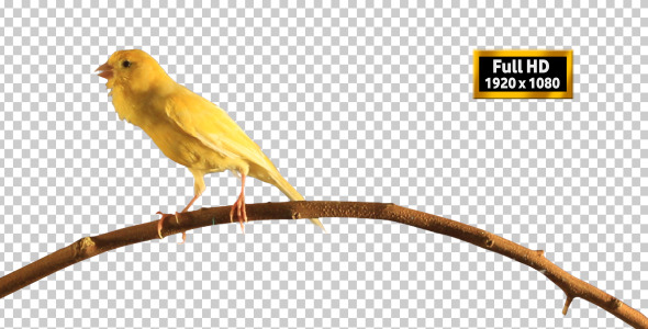 Canary Bird Singing 