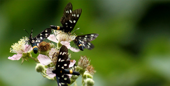 Moths on Flower