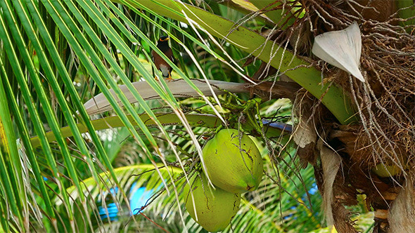 Bird on Coconut Tree