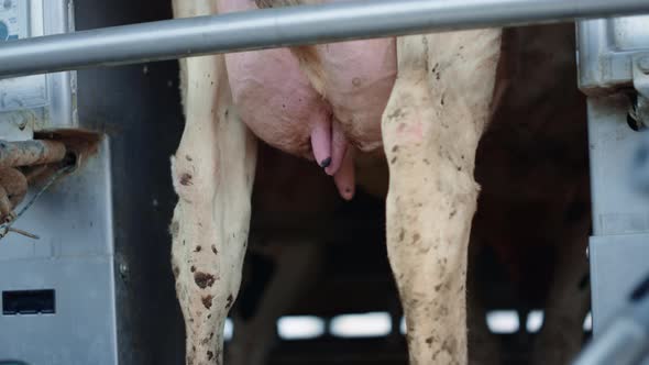 Farmer Putting Milking Pump Device on Udder Cow Standing Cowshed Close Up