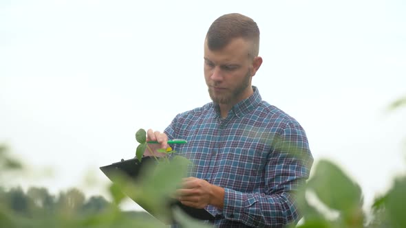 Agronomist or Farmer Examines Soybean Growth. Soybean Field. Concept Ecology, Bio Product