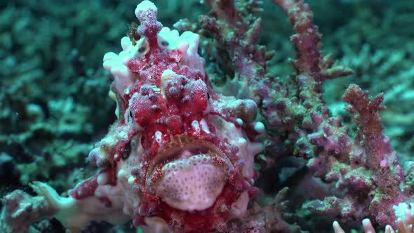 Red and white warty Frogfish (Antennarius maculatus) filmed close up from front on coral reef