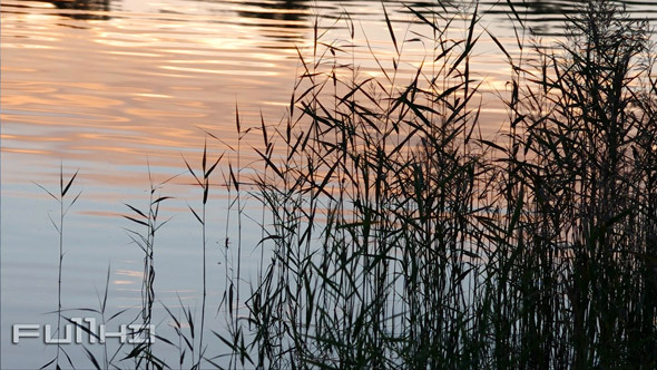 Grass Silhouettes and Water Surface