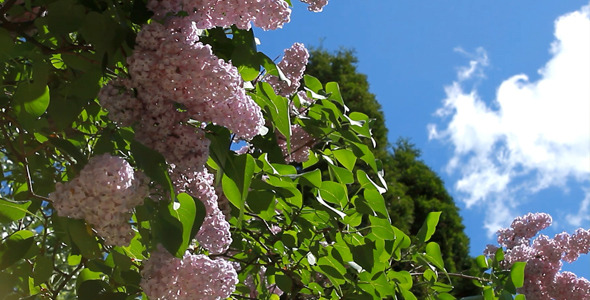 Spring Flower