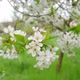 Cherry tree flowers - VideoHive Item for Sale