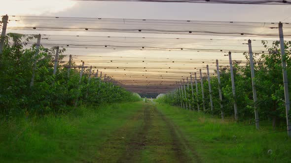 Agronomy Farm Plantation House Without People