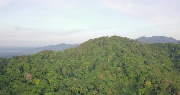 Aerial: Dense Acacia And Palm Trees Forest In Mountain Jungle in Indonesia