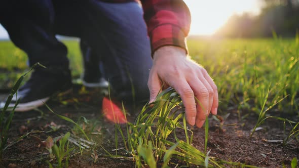 Farmer Hand Touches Green Wheat Crop Germ Agriculture Industry