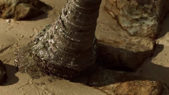 Closeup of a Palm Tree Trunk at Caribbean Sand Beach