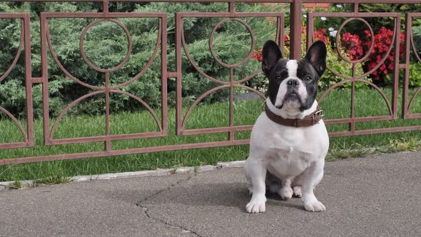 Dog Posing in Summer Season on the Street