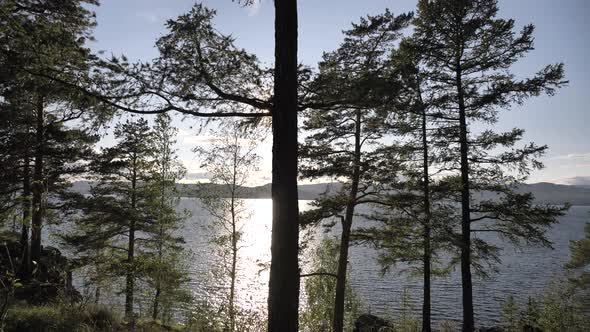 The Camera Moves Along the Forest Growing By the Lake