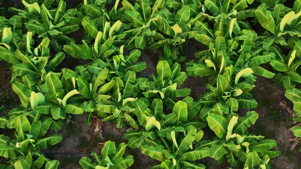 Texture of the banana plantation aerial view Turkey Alanya 4 K