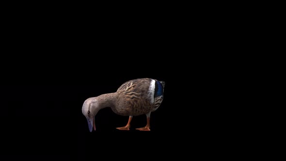 Female Duck Eat View From Front Side