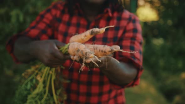 Young African Man, Farmer, Worker Holding in Hands Homegrown Harvest of Fresh Orange Carrots.