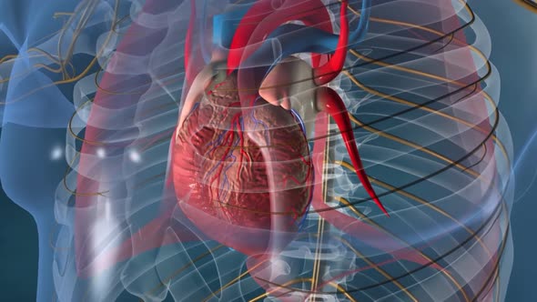 Human Body Organs (Heart with Nervous system Anatomy). 3D alt