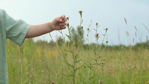 Little Girl Playing with Wild Flowers