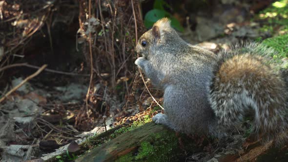 Slow motion of a squirrel sitting on a mossy tree trunk and eating mushrooms
