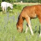Beautiful Foal - VideoHive Item for Sale