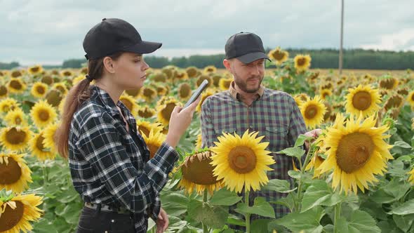 Countryside Man and Woman Farmers are Standing in a Field of Sunflowers and Takes Pictures of Yellow