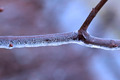 Freezing Rain on Tree Branch - PhotoDune Item for Sale